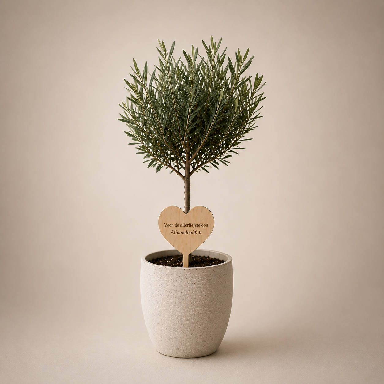 The Olive tree